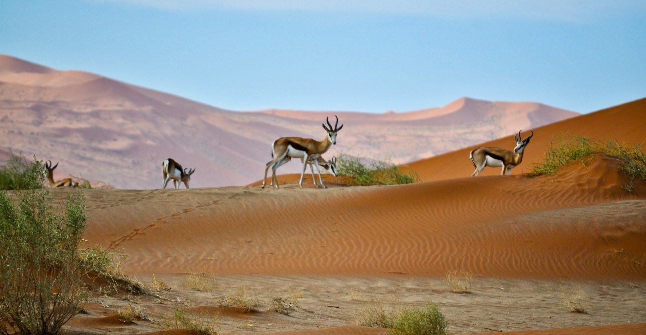 Lifestyle & Guide in Namibia