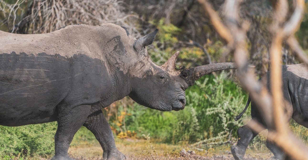 Wildlife & Deserts of Botswana