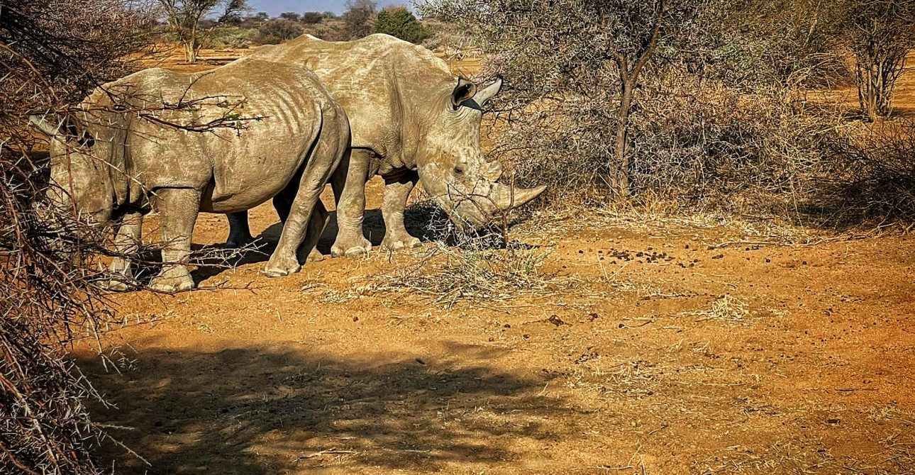 Botswana from the sky & behind the scenes of Luxury