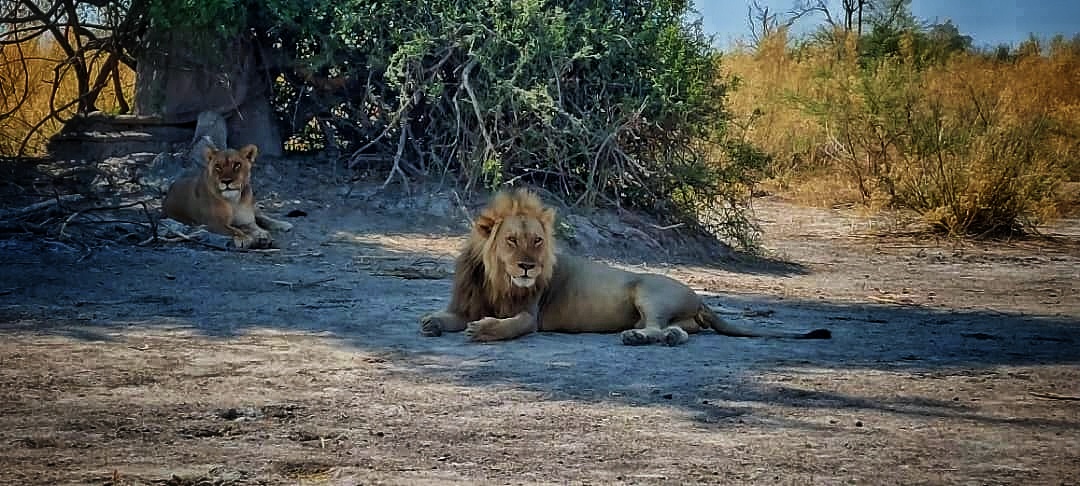 In the Land of the Desert Lions